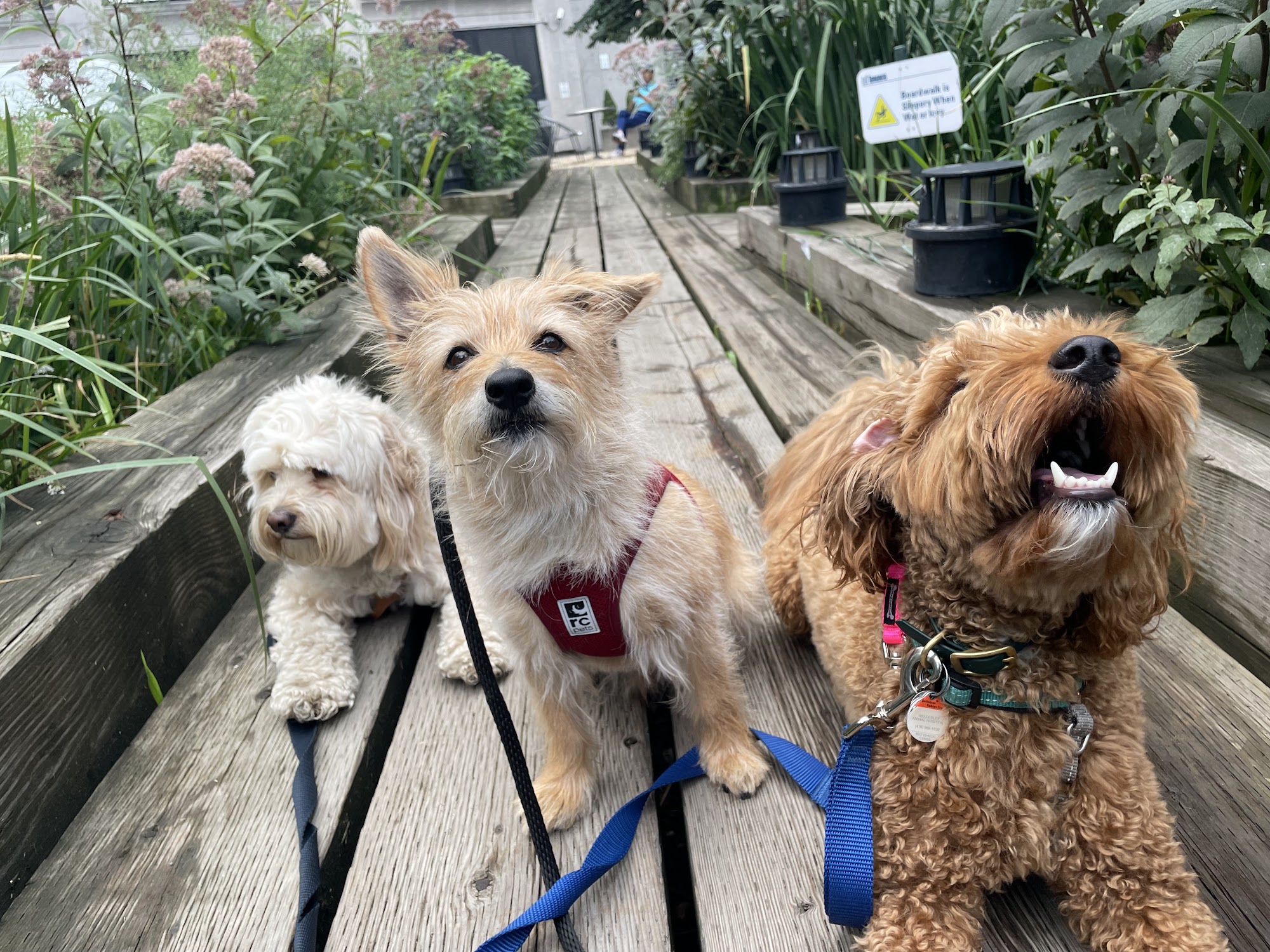 We Wag Toronto Toronto