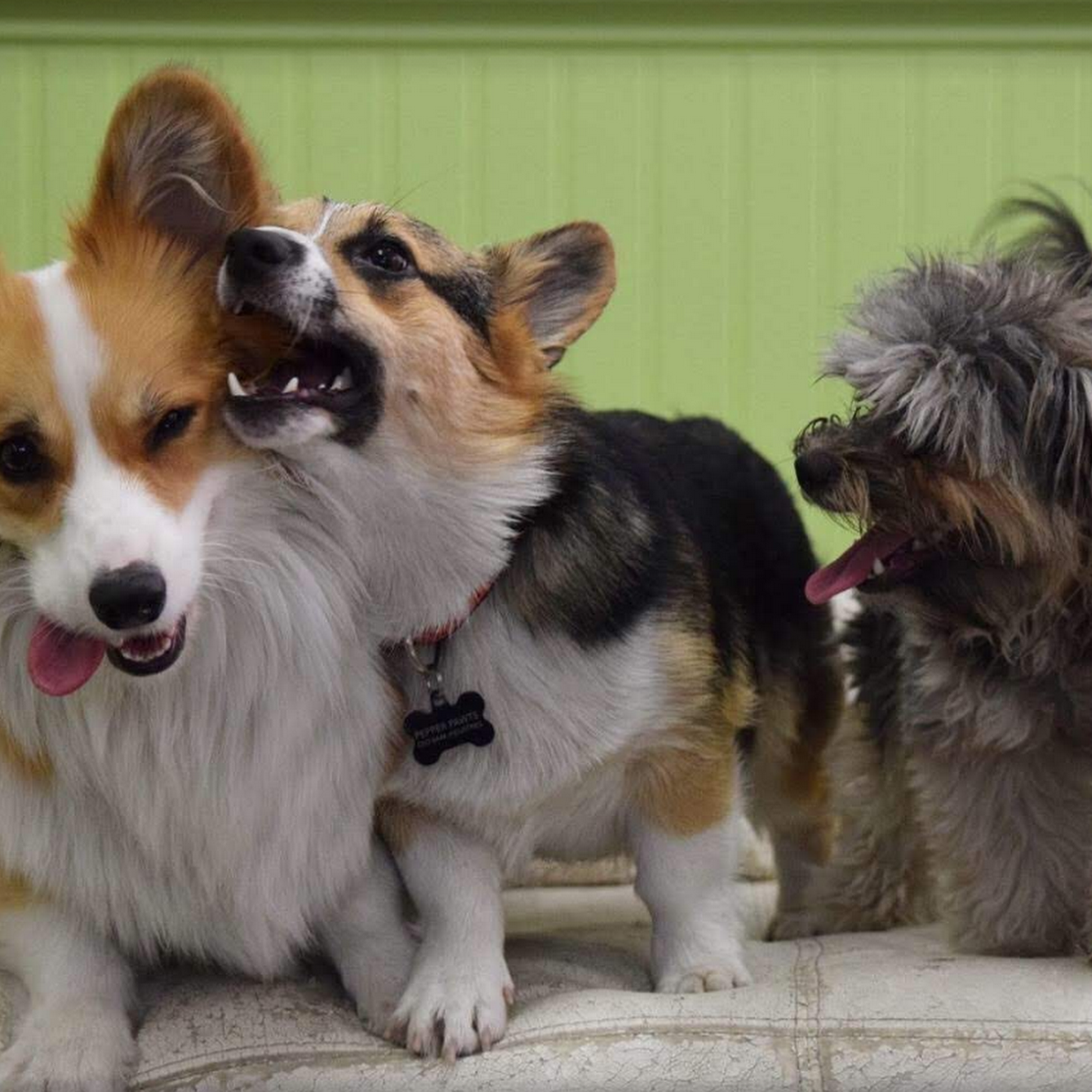 Paws Playgrounds Toronto