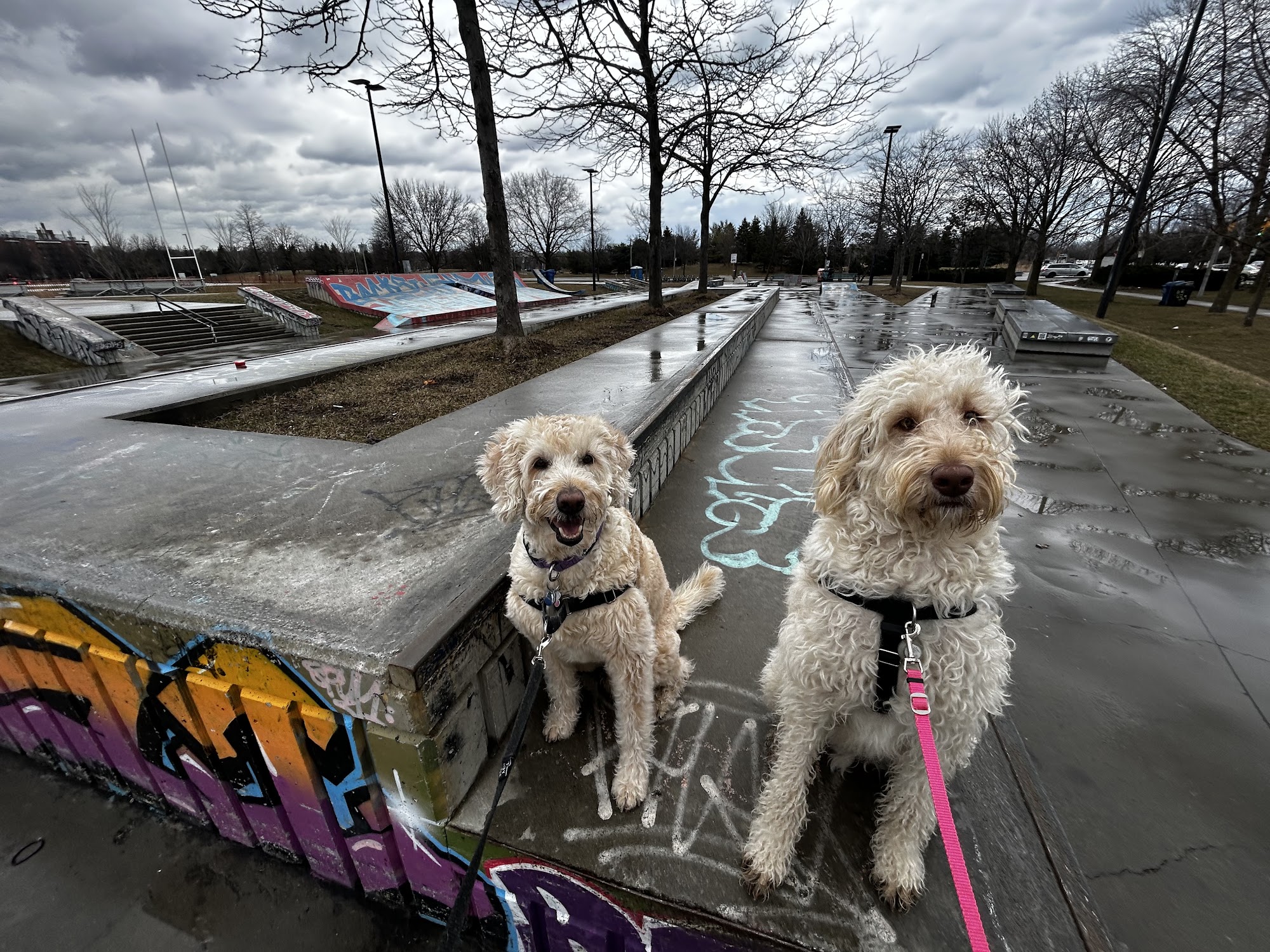 Ruffin' It Dog Walking Toronto