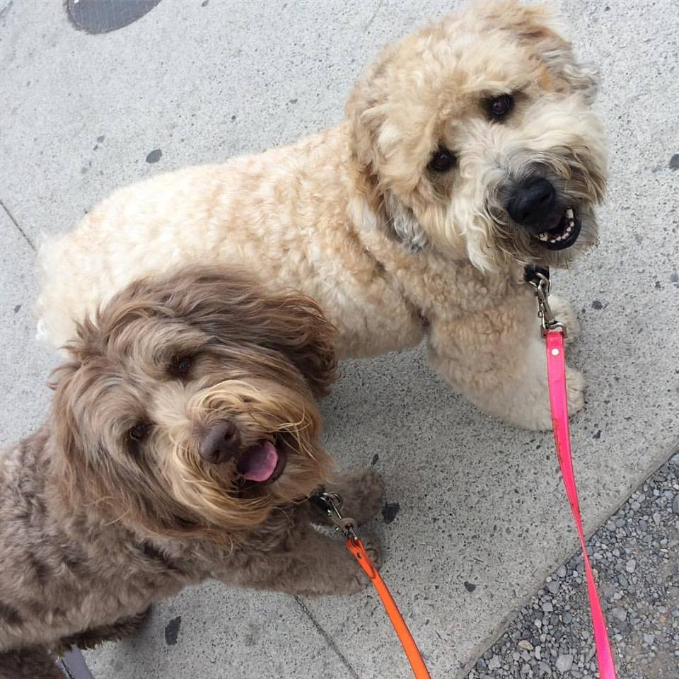 Gussy and Company Toronto