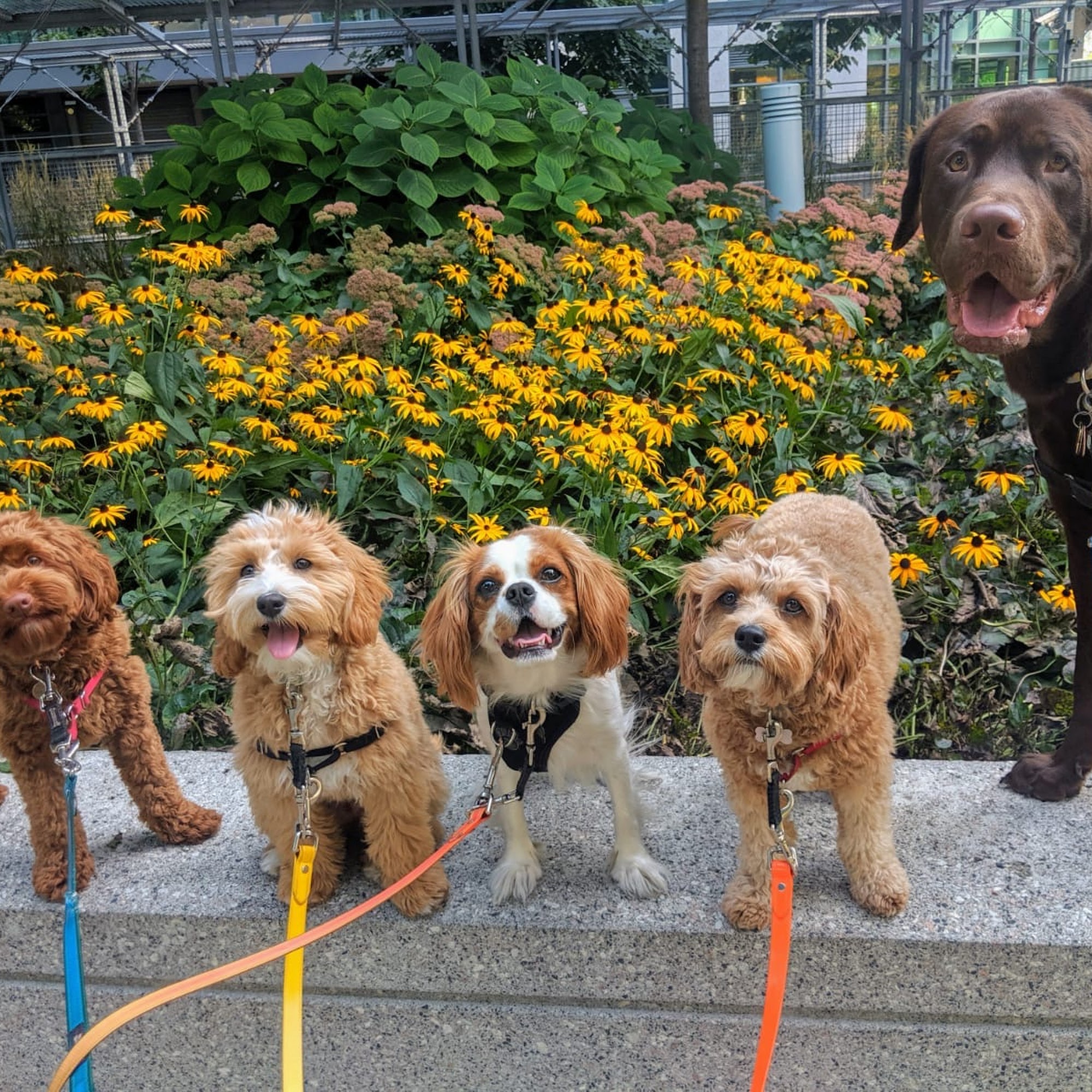 Gussy and Company Toronto