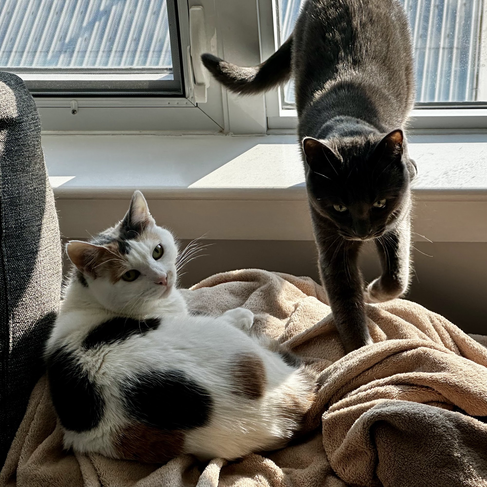 Toronto Cat Rescue Volunteer Centre Toronto