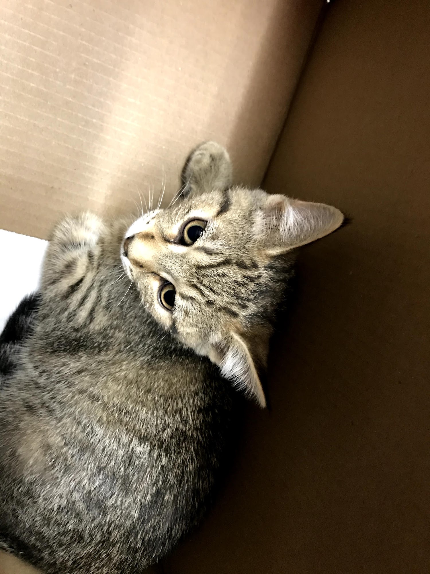 Toronto Cat Rescue Volunteer Centre Toronto