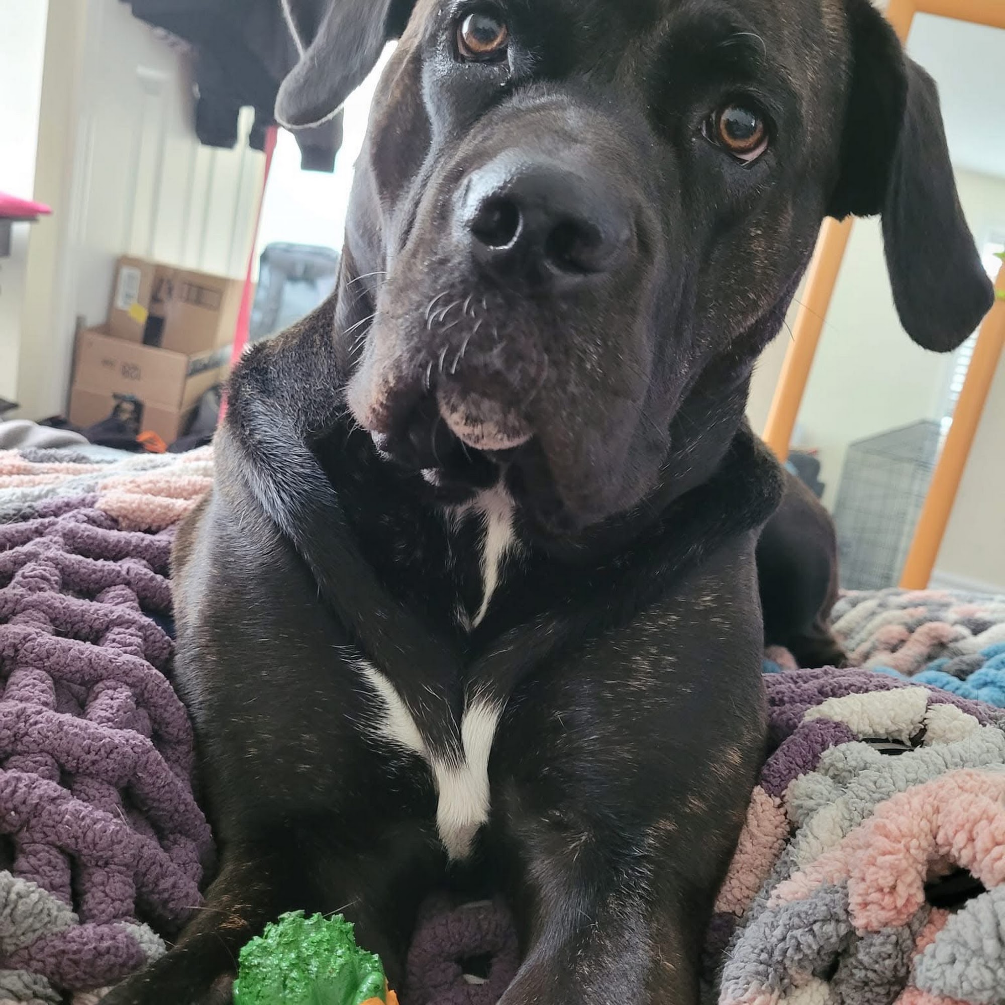 No Bones About It Doggie Daycare and Groomer Toronto