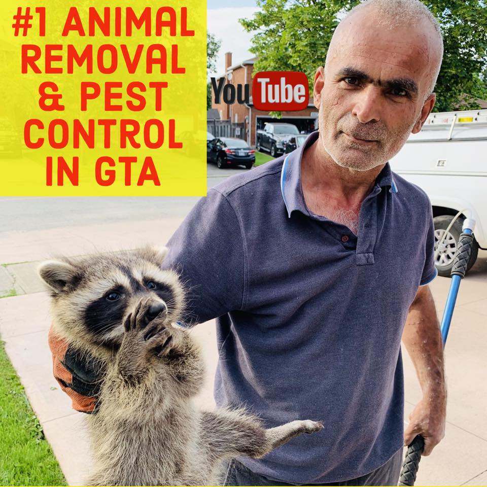 West Toronto Pest Control and Wildlife Removal