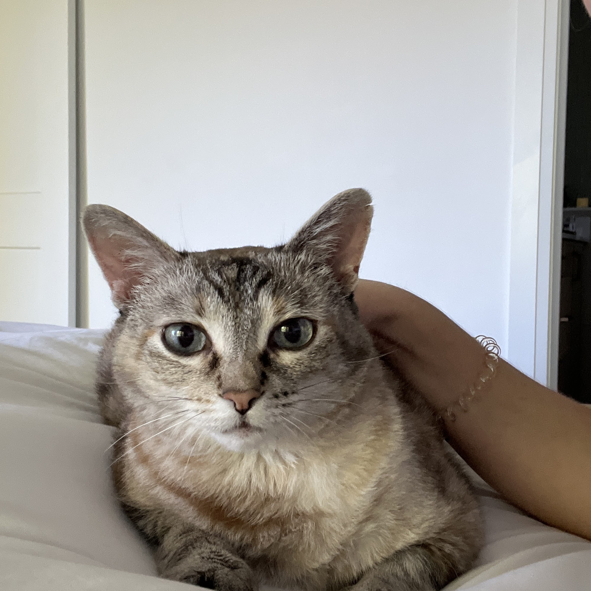 Upper Village Veterinary Hospital Toronto