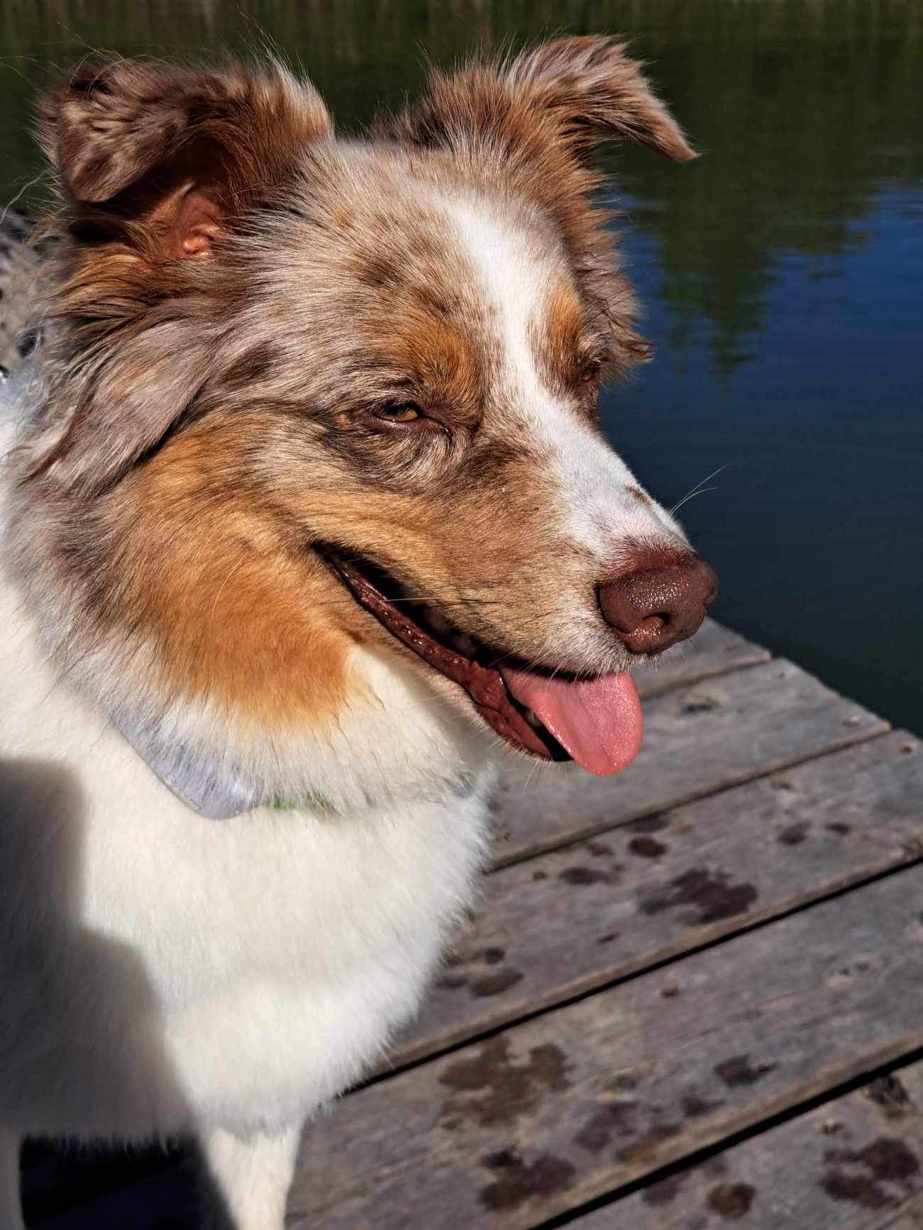 Dogs at Camp GTA - 100 Acres - Hiking & Swimming! Uxbridge