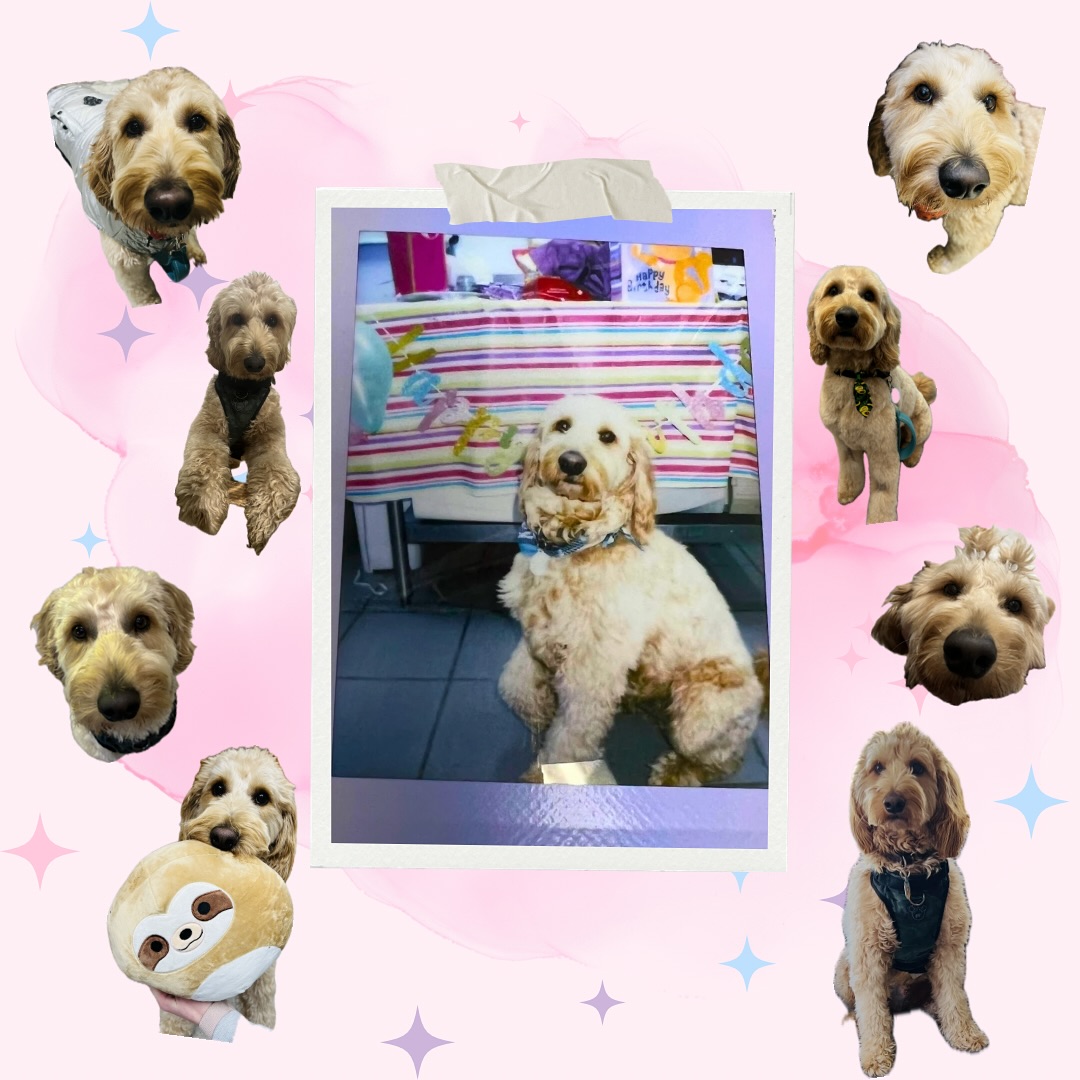 Kleinburg Veterinary Hospital Vaughan