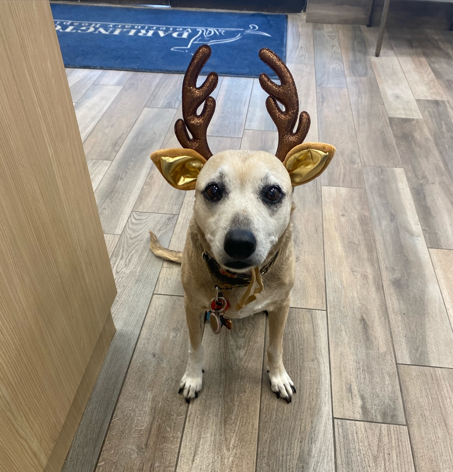 Darlington Veterinary Hospital PC Vaughan