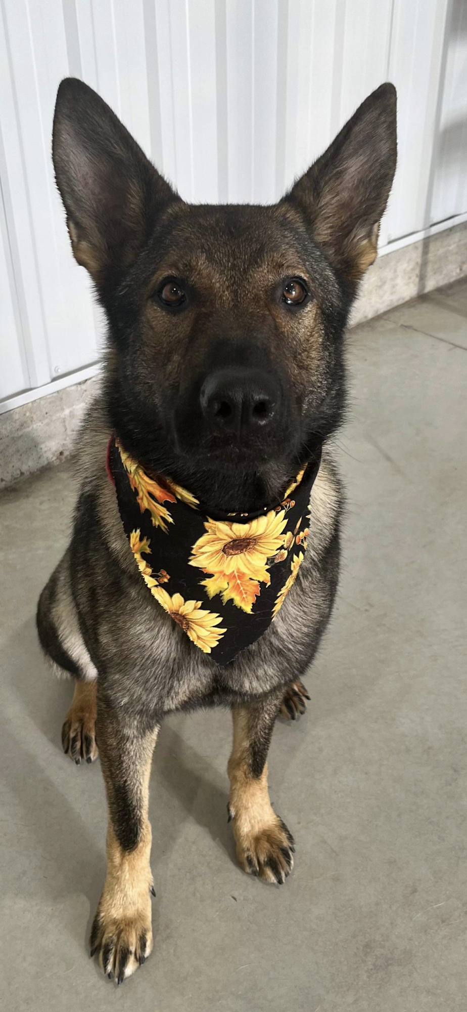 Roc n Dukes Pet Supplies Walkerton Walkerton