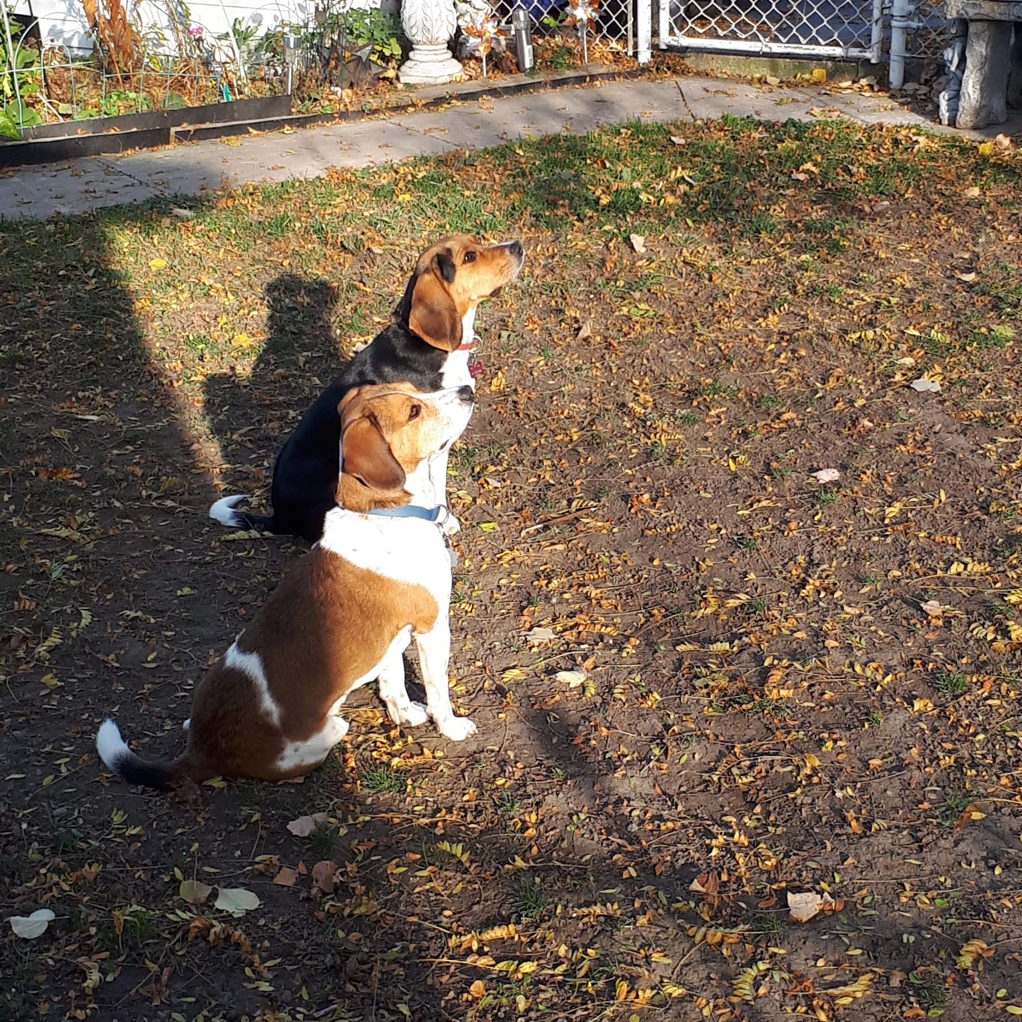 Pet Valu Wallaceburg