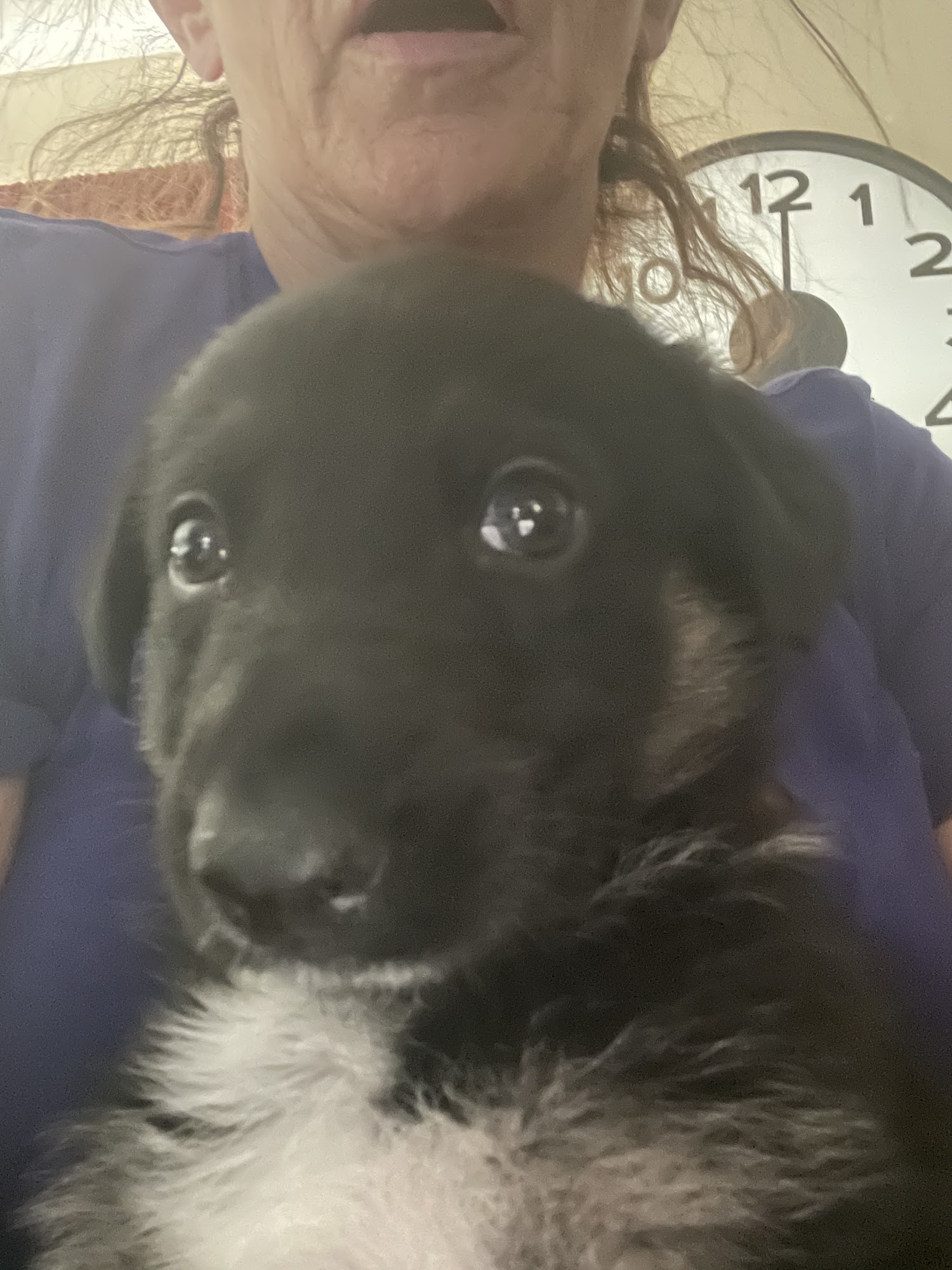 PuppyTrainedRight.com Wallaceburg