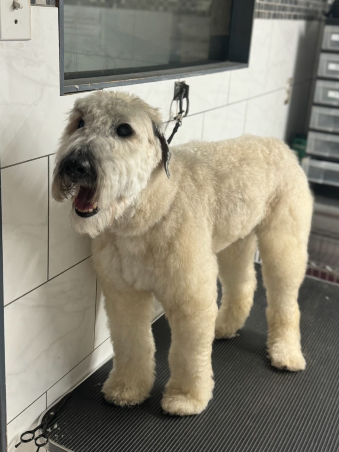 4 Paws Tree House Boarding and Daycare Waterdown