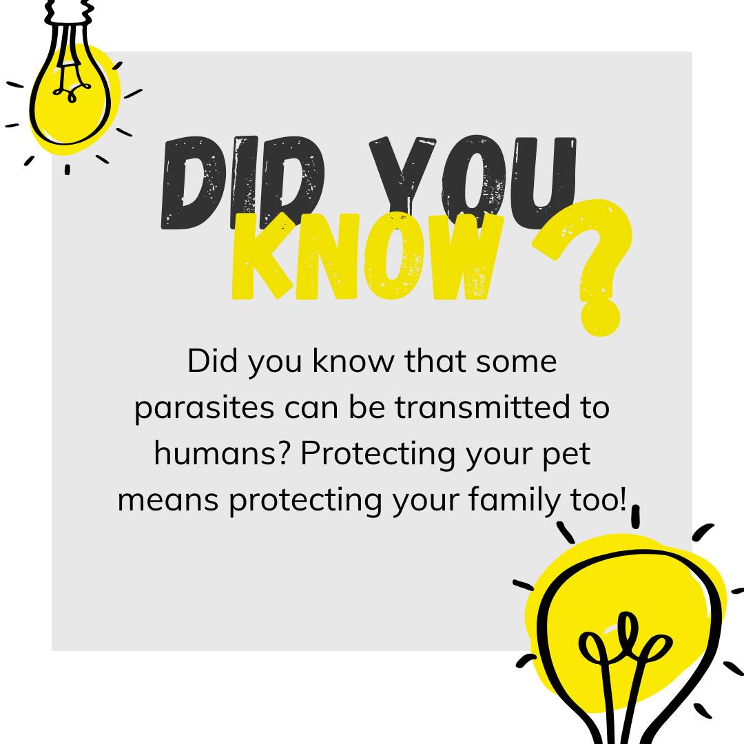 Waterdown Animal Hospital Waterdown