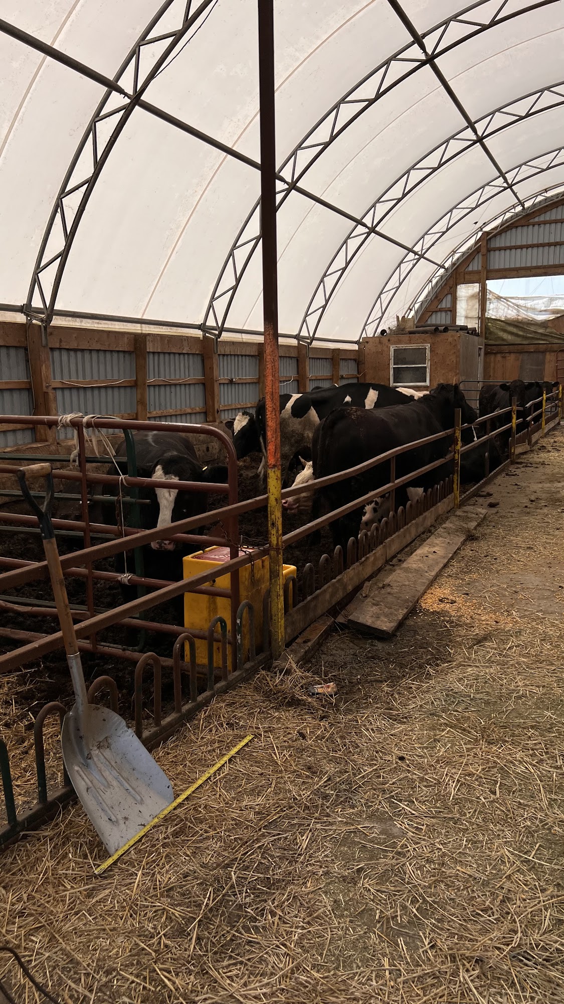 Teal's Pure Pork Sausage Waterford