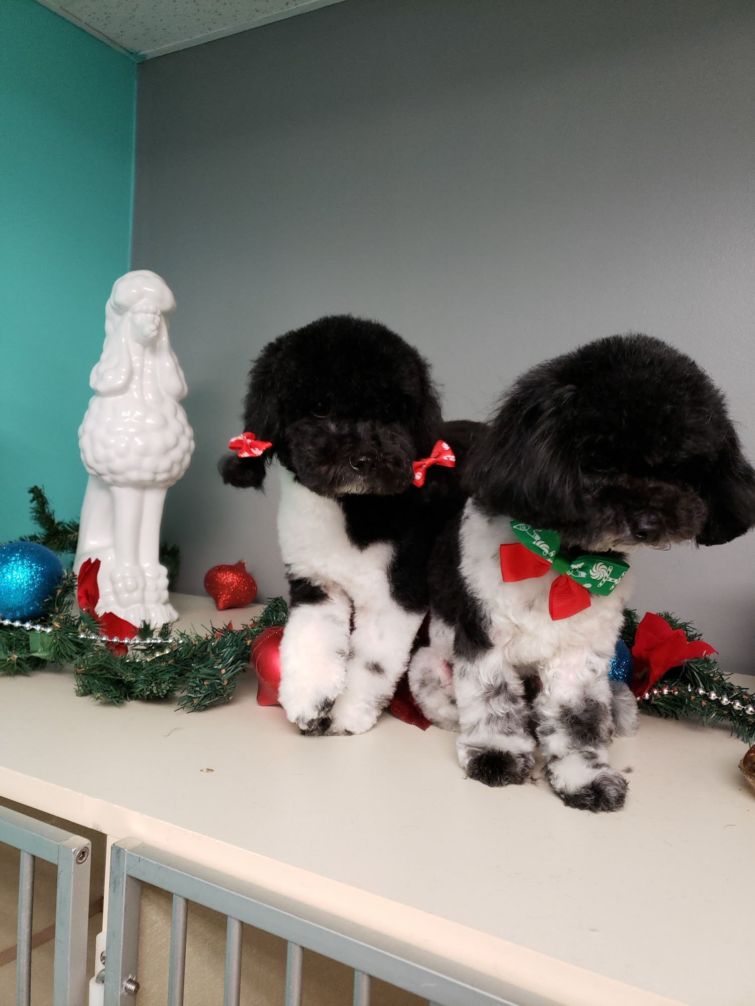 Grooming With Finesse Waterloo