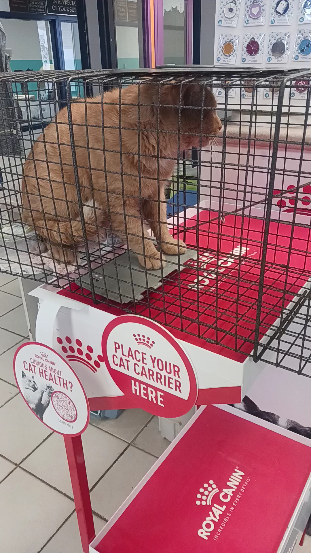 Niagara SPCA - Welland location Welland