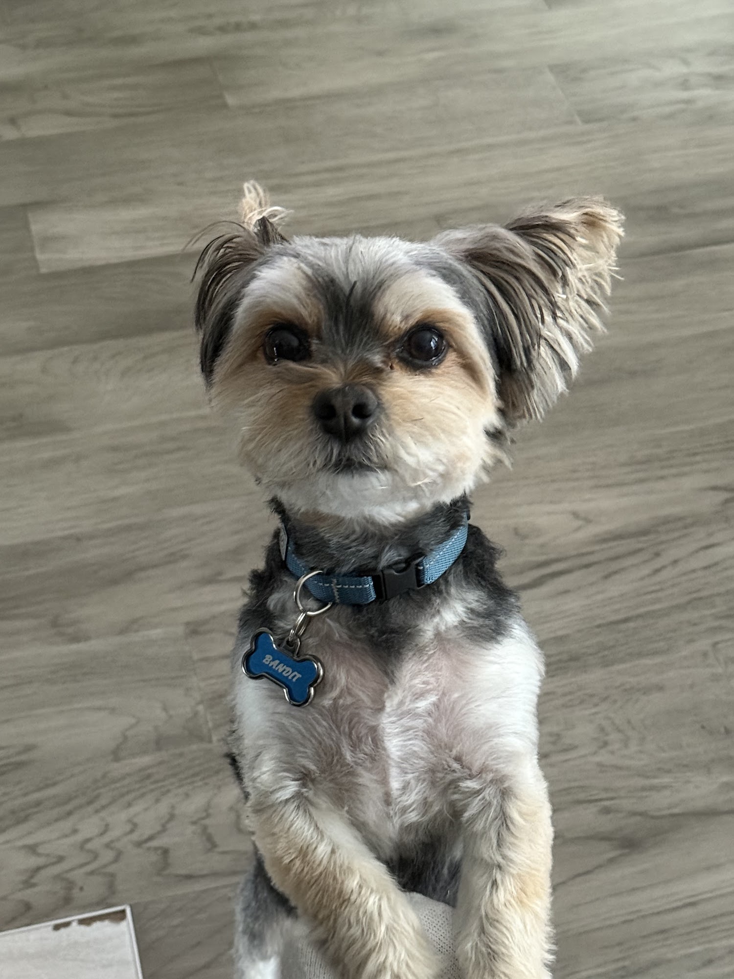 Lynn's Pet Grooming & Supply Centre Welland