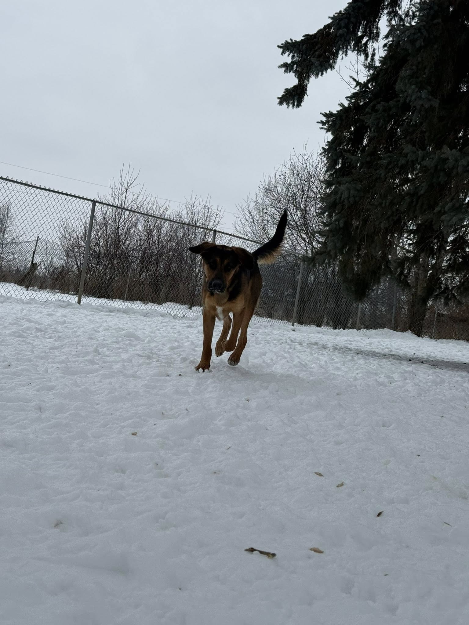 Brooklin Pet Care Whitby