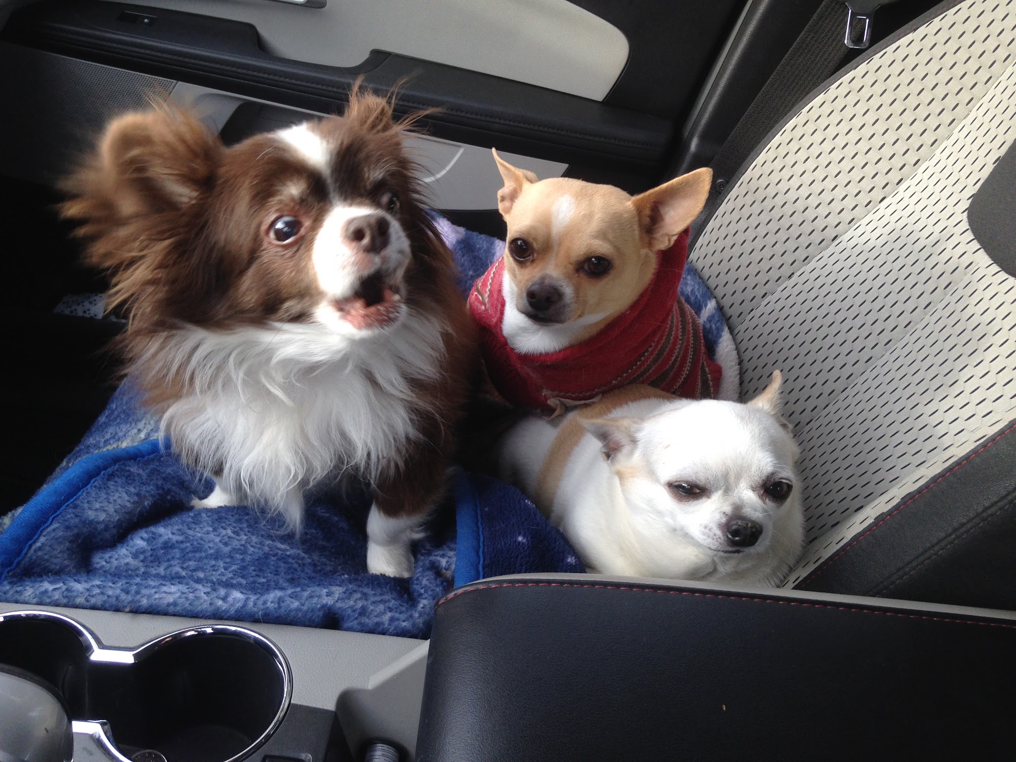 Brooklin Pet Care Whitby