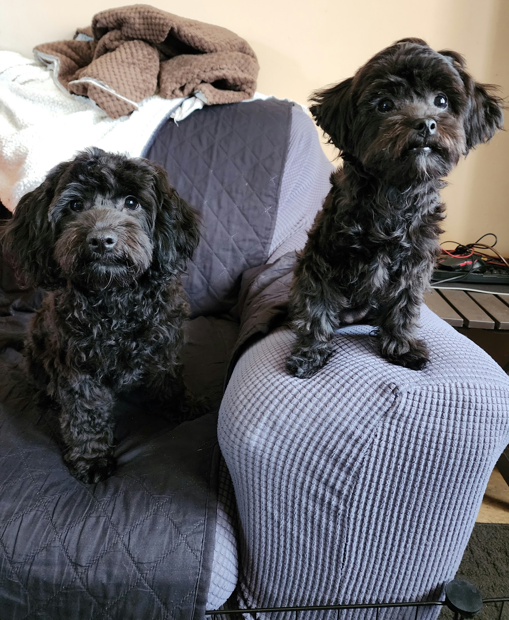 Shirley's K9 Klippery Whitby