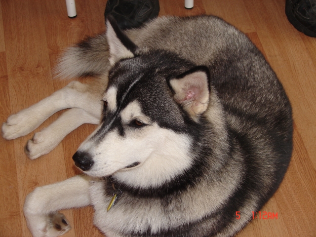 Pawsitively Clean Dogs Inc Whitby