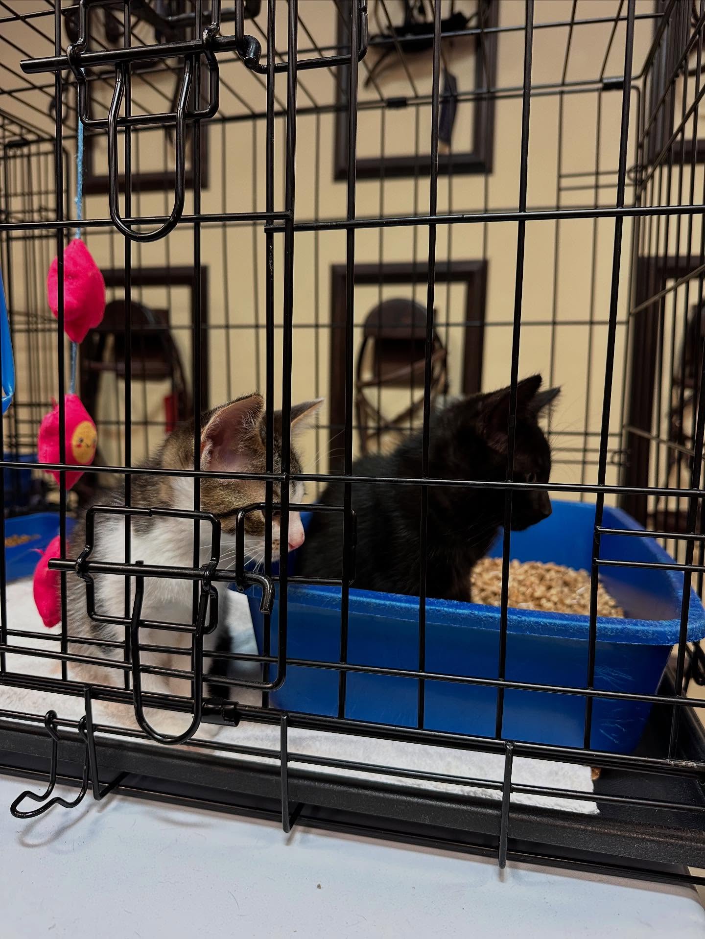 Bark & Fitz Whitby Whitby