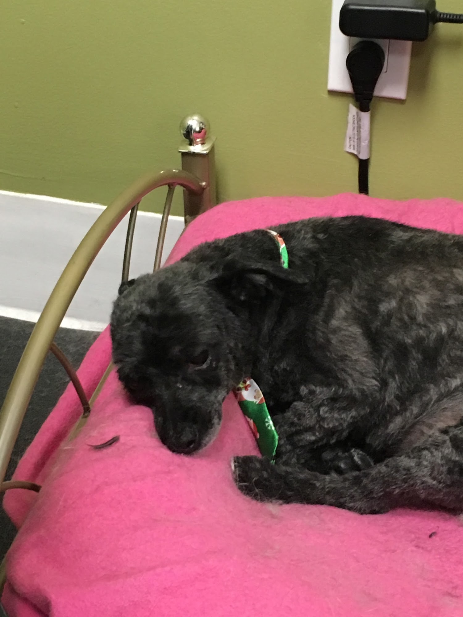 Durham Dog Grooming Whitby