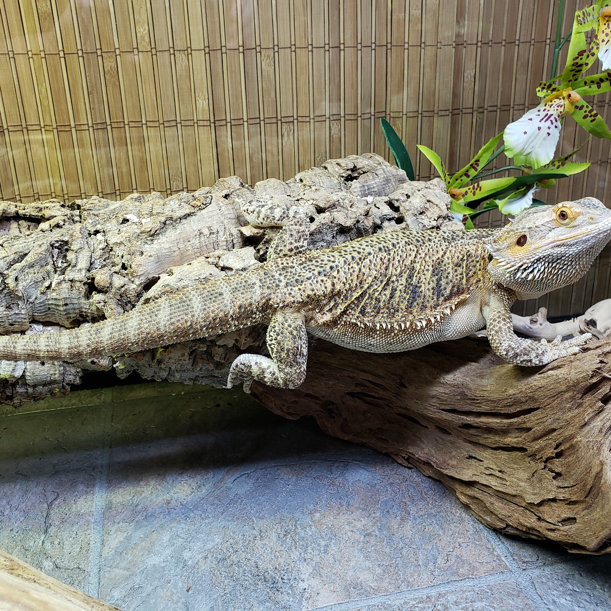 Big Al's Aquarium Supercentres - Whitby Whitby