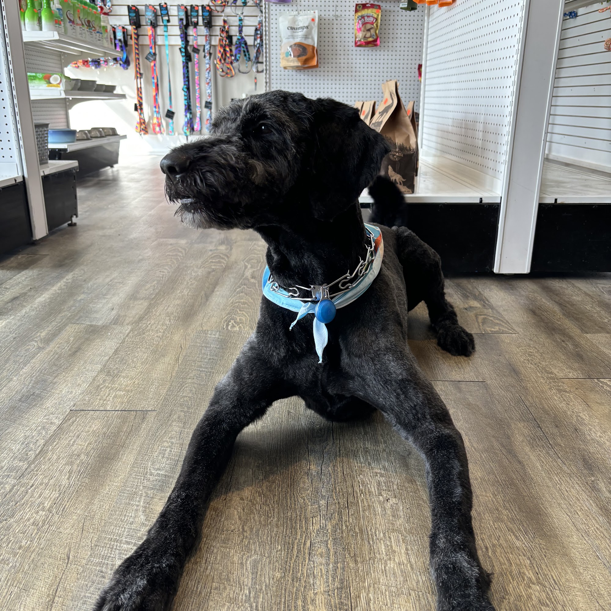 Furrendly Clips Whitby