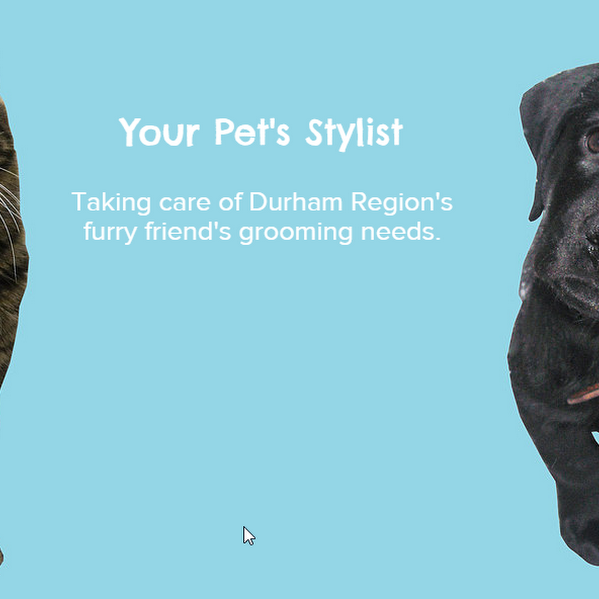 Short 'n' Sweet Pet Grooming Whitby