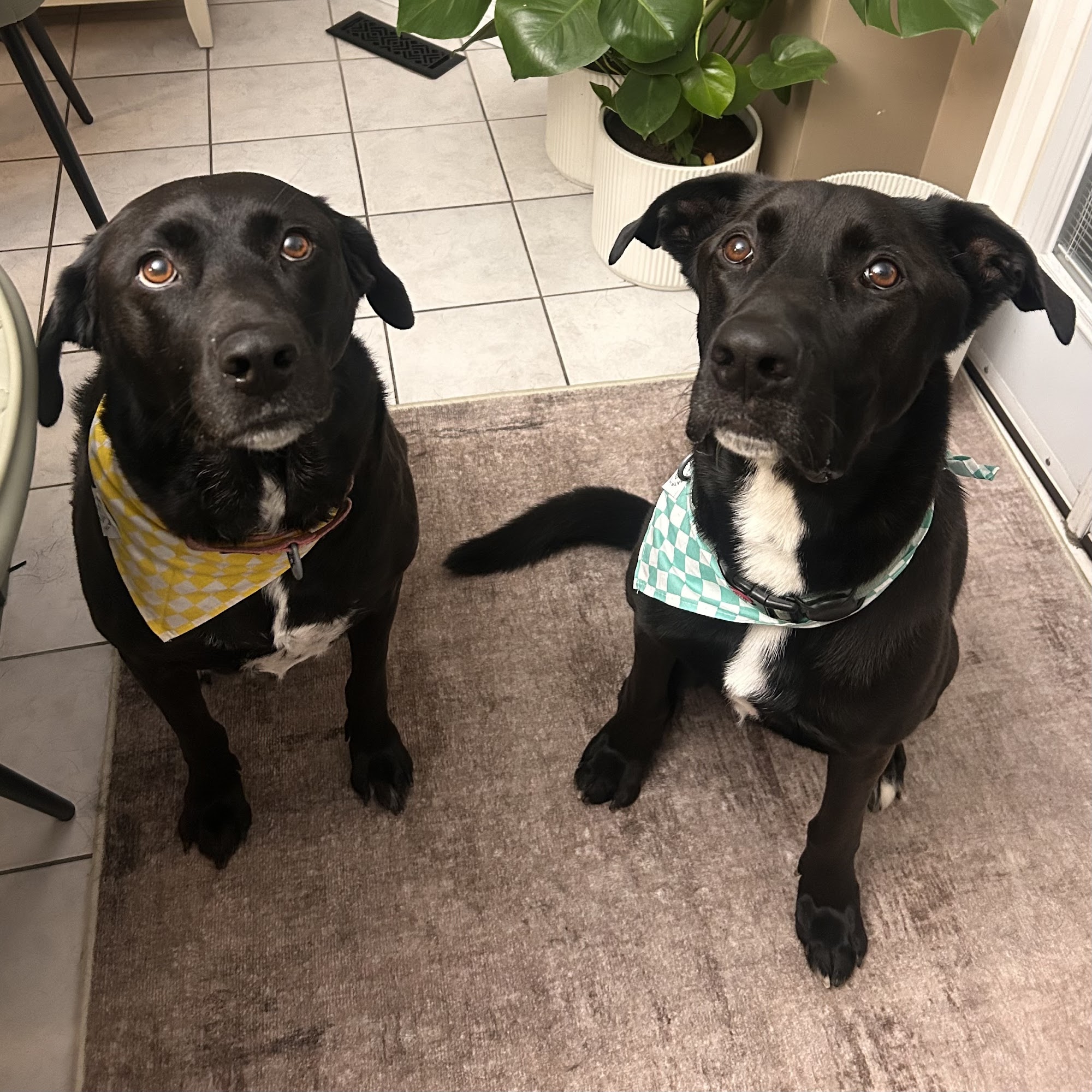 Bark N' Bath Grooming Whitby