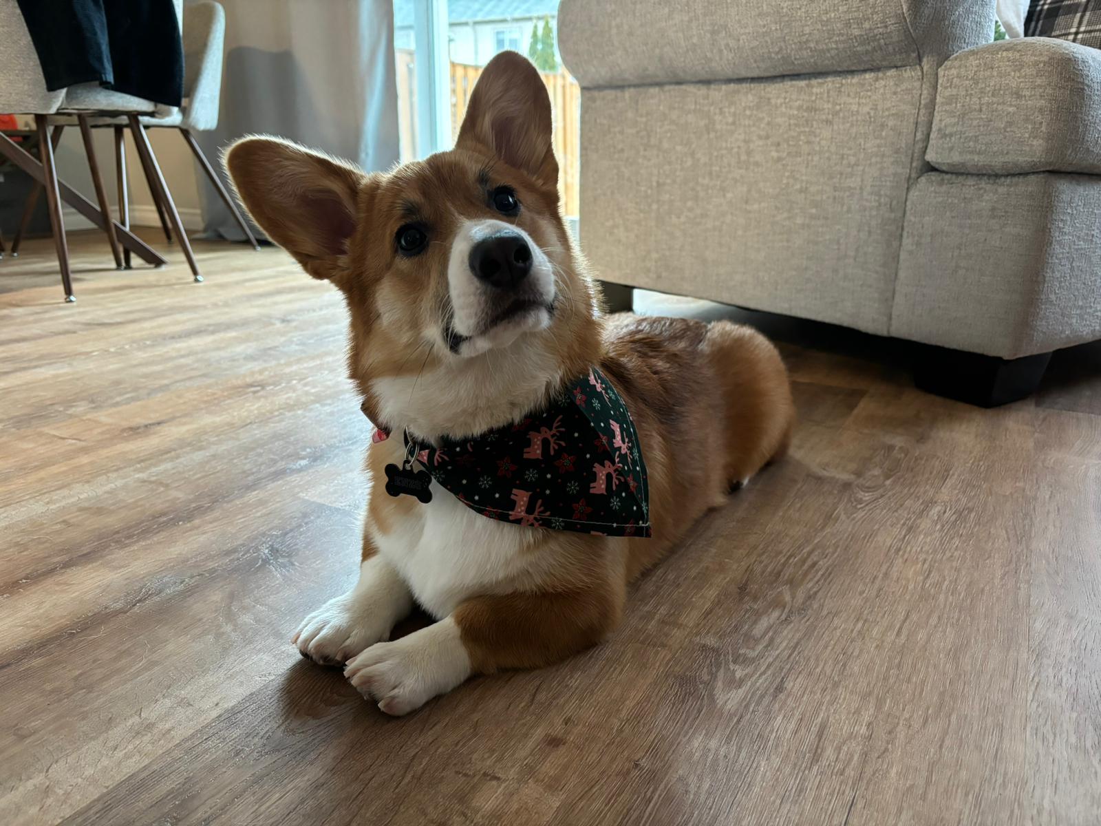 Bark N' Bath Grooming Whitby