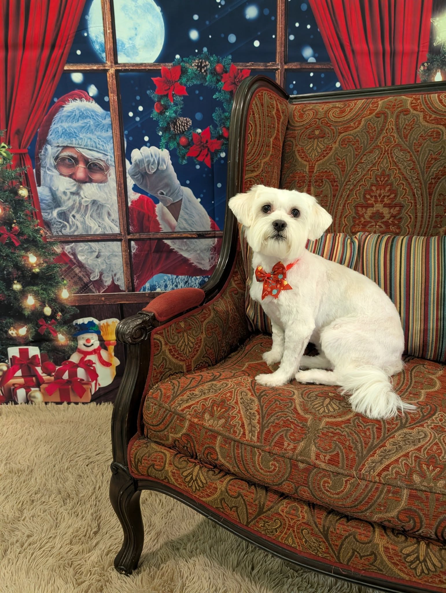 Dirty Dogs Grooming Whitby