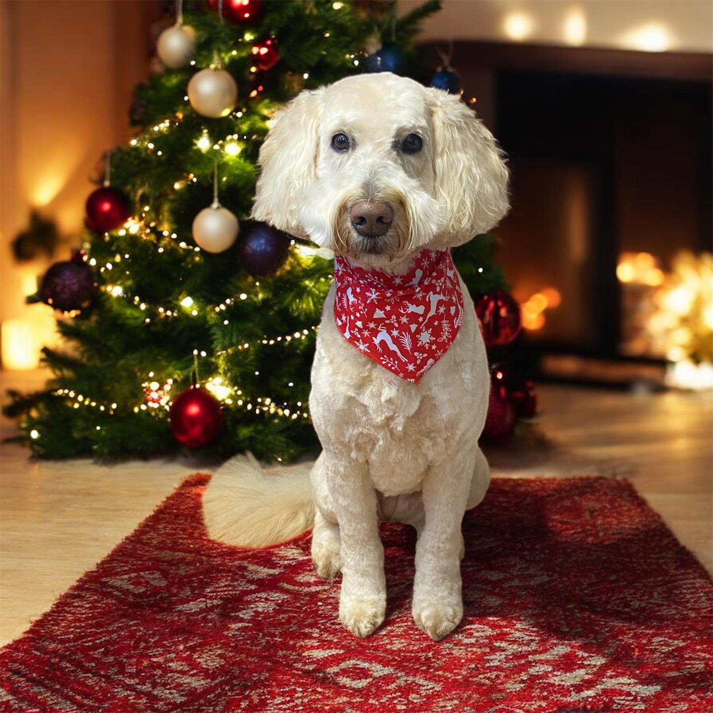 Nail To Tail Pet Grooming Whitby