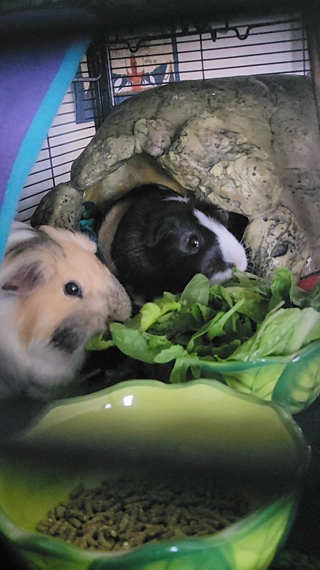 Humane Society of Durham Region (HSDR) Whitby