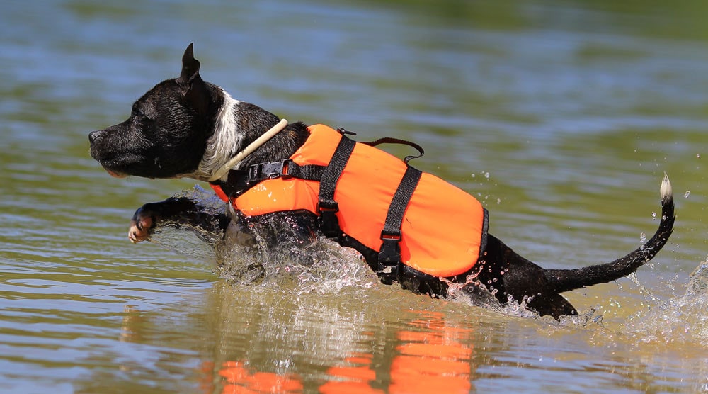 Global Pet Foods Brooklin Whitby
