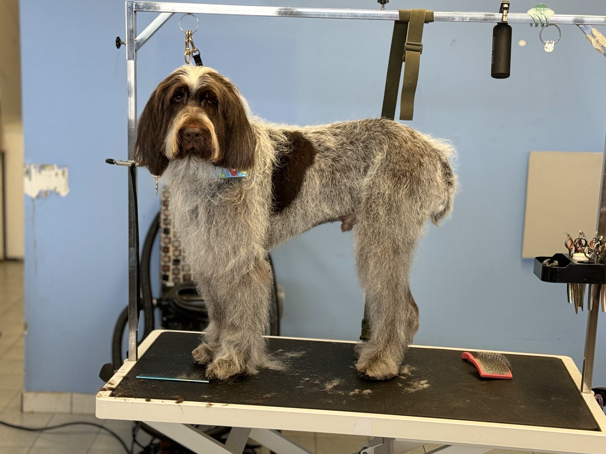 GOLDEN TAILS GROOMING Whitchurch-Stouffville
