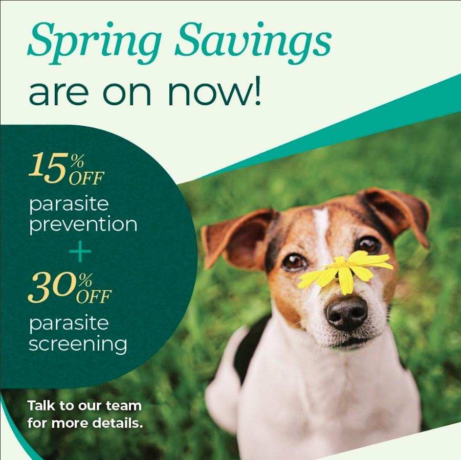 Walker Road Animal Hospital Windsor