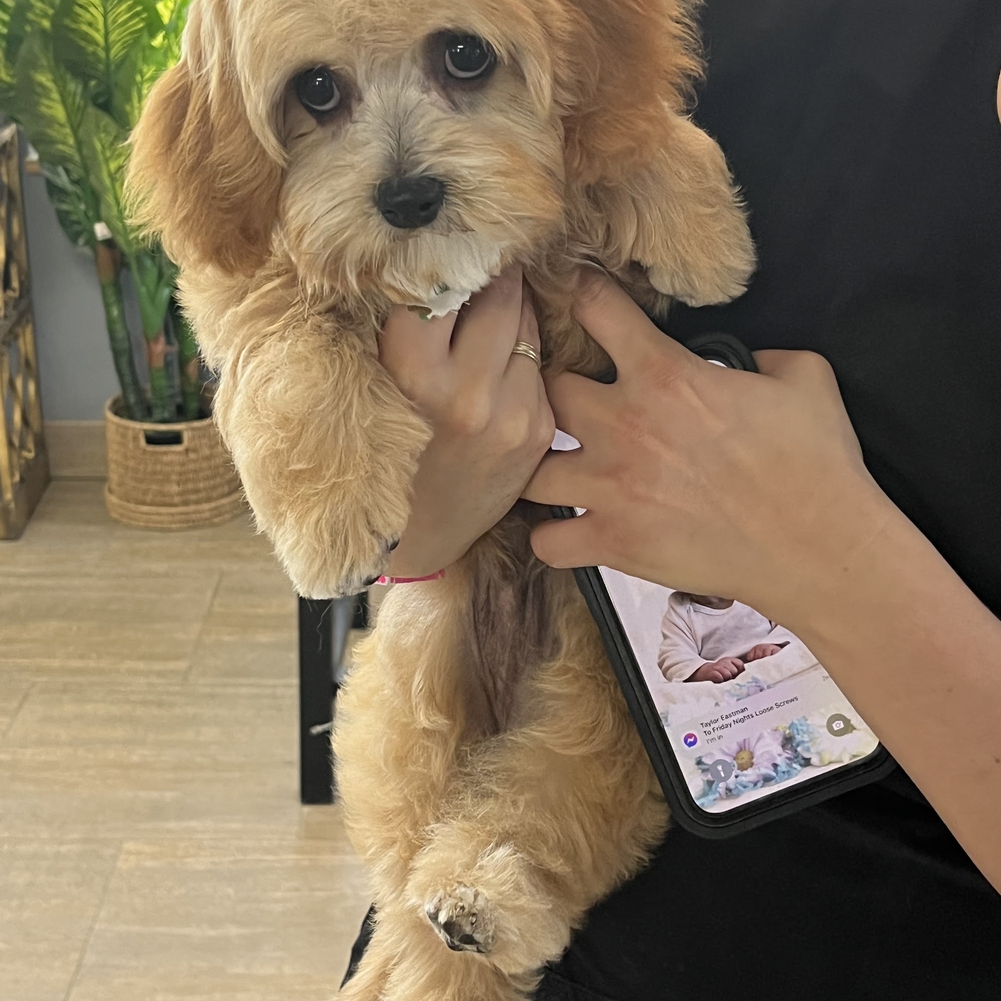 Sud Puppy Dog Grooming Ltd Windsor