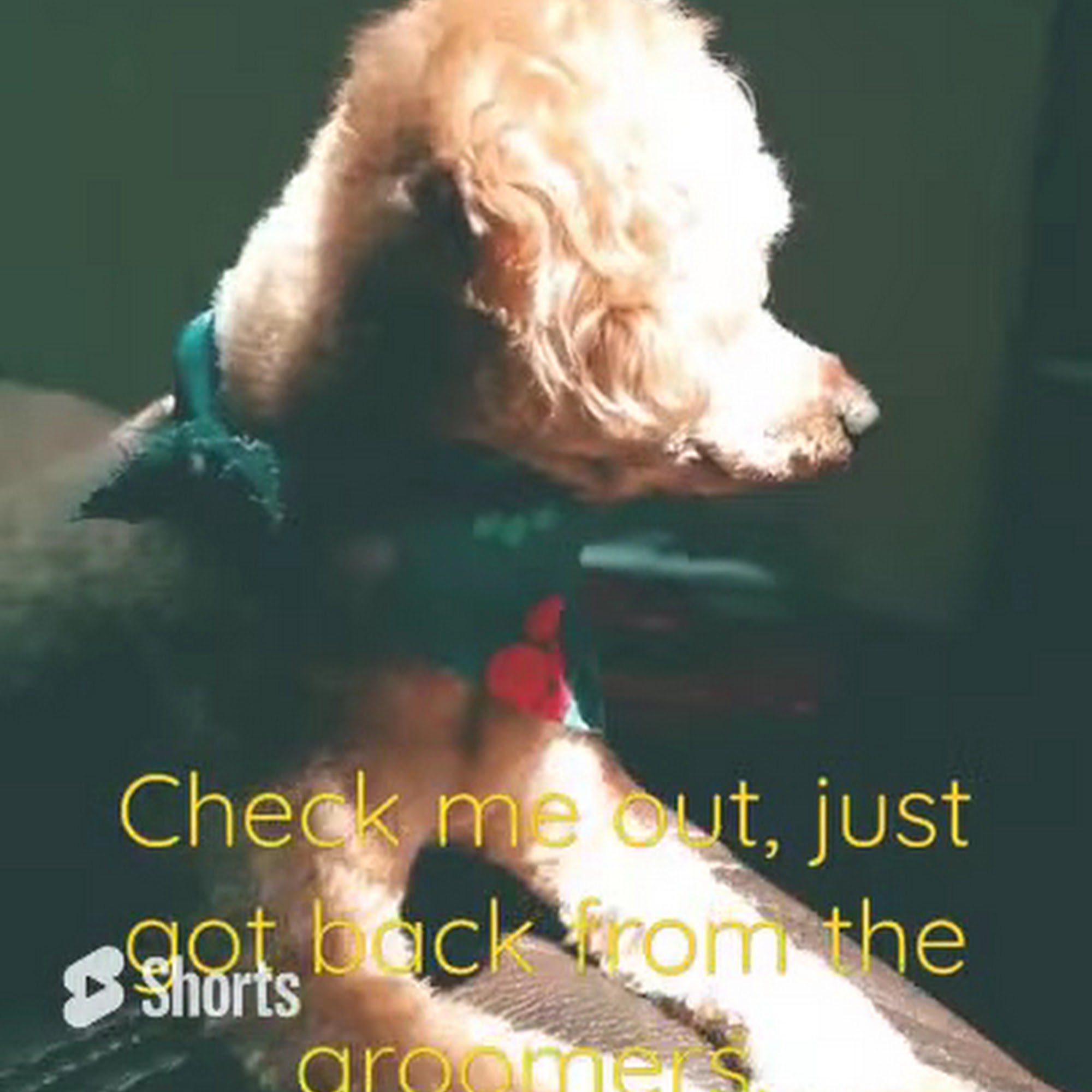 Clippingdale's Salon For Pets Windsor