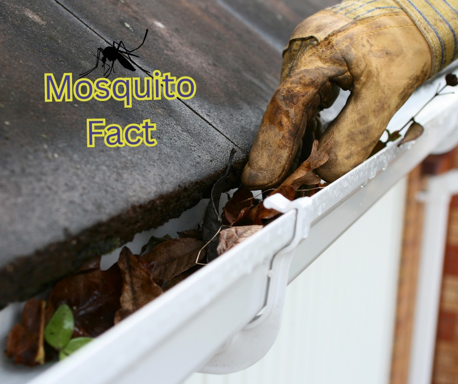 Mosquito Five-O