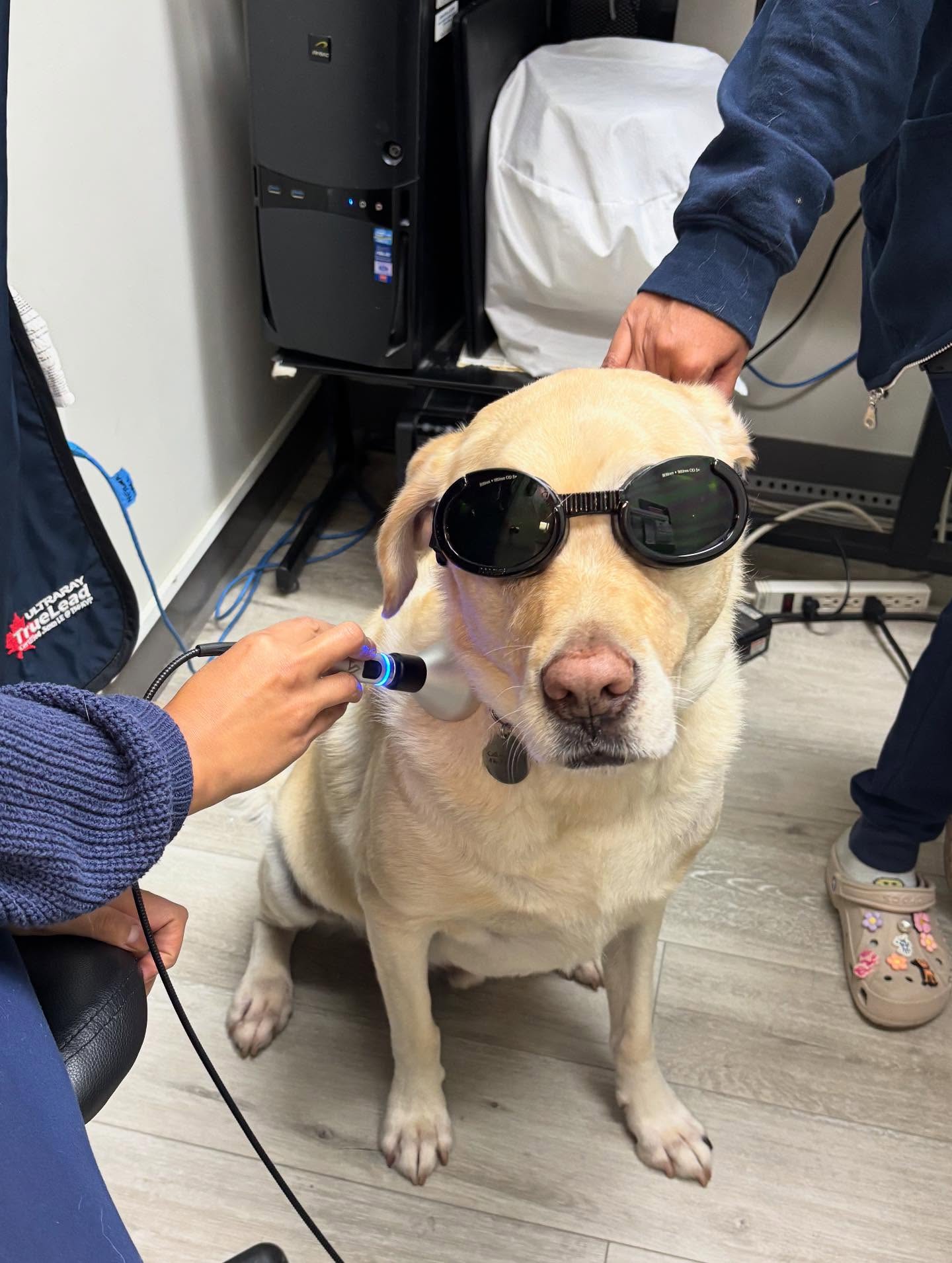 Northview Pet Hospital Woodbridge