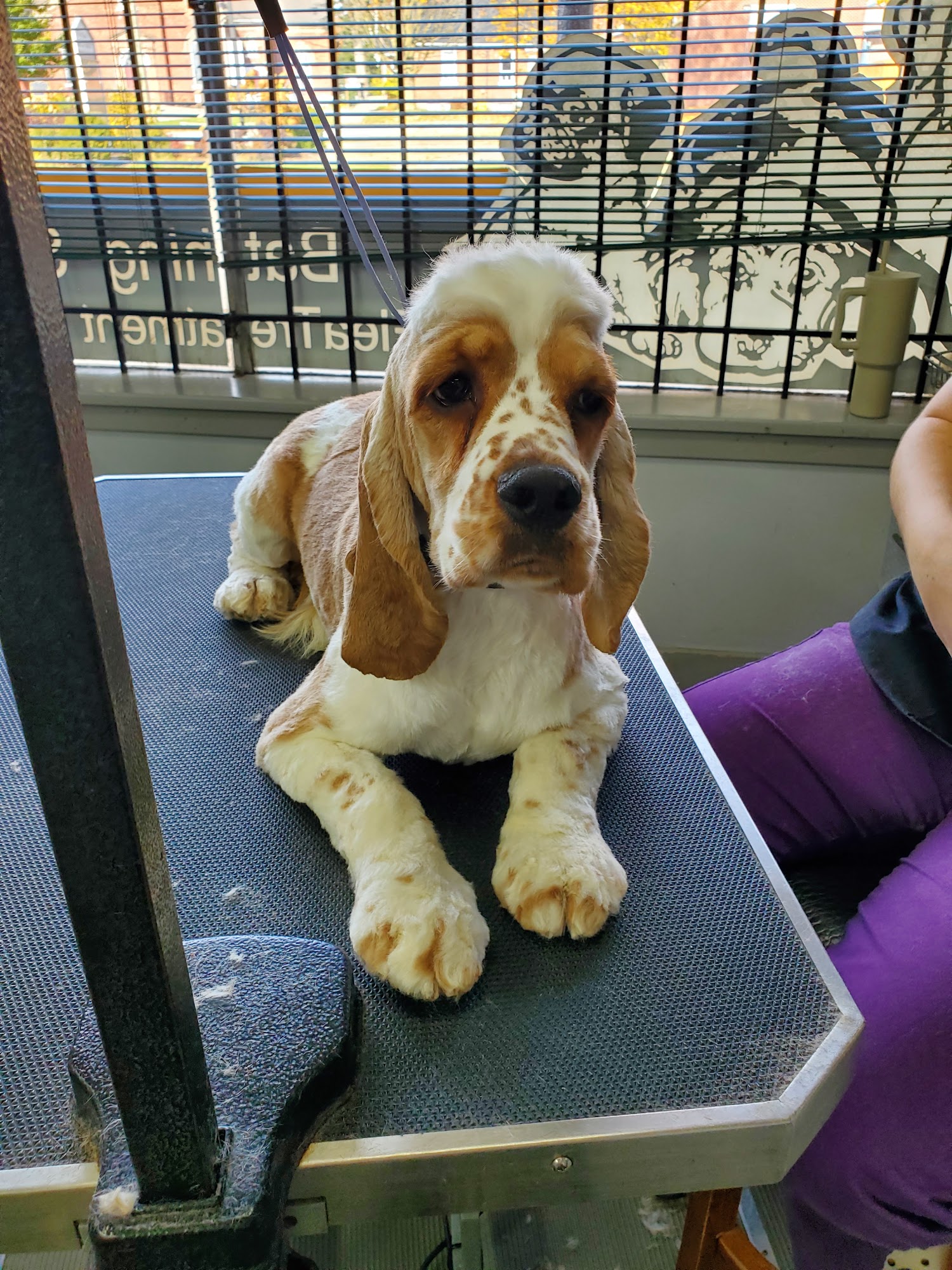 DogPort Academy Woodstock