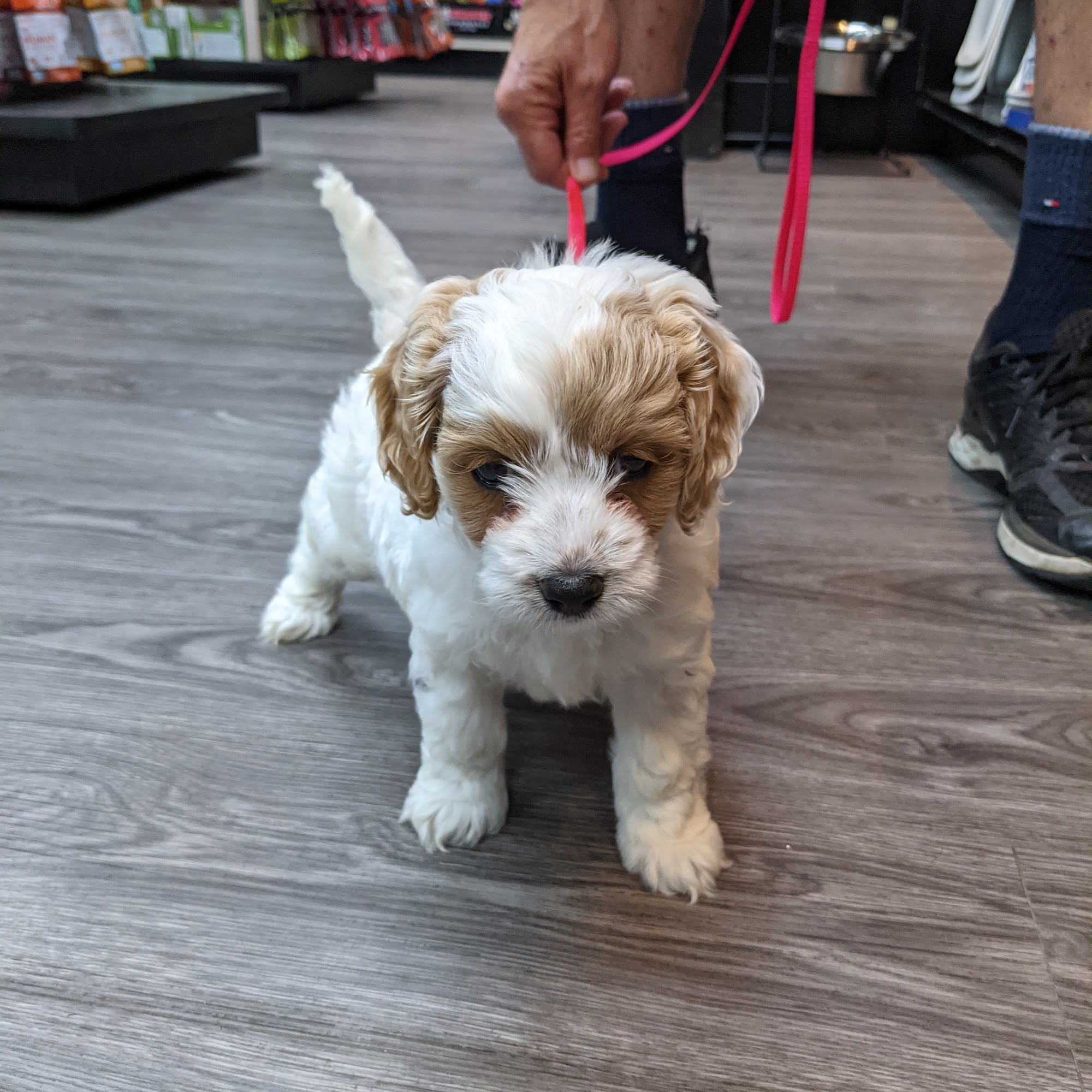 Global Pet Foods Woodstock