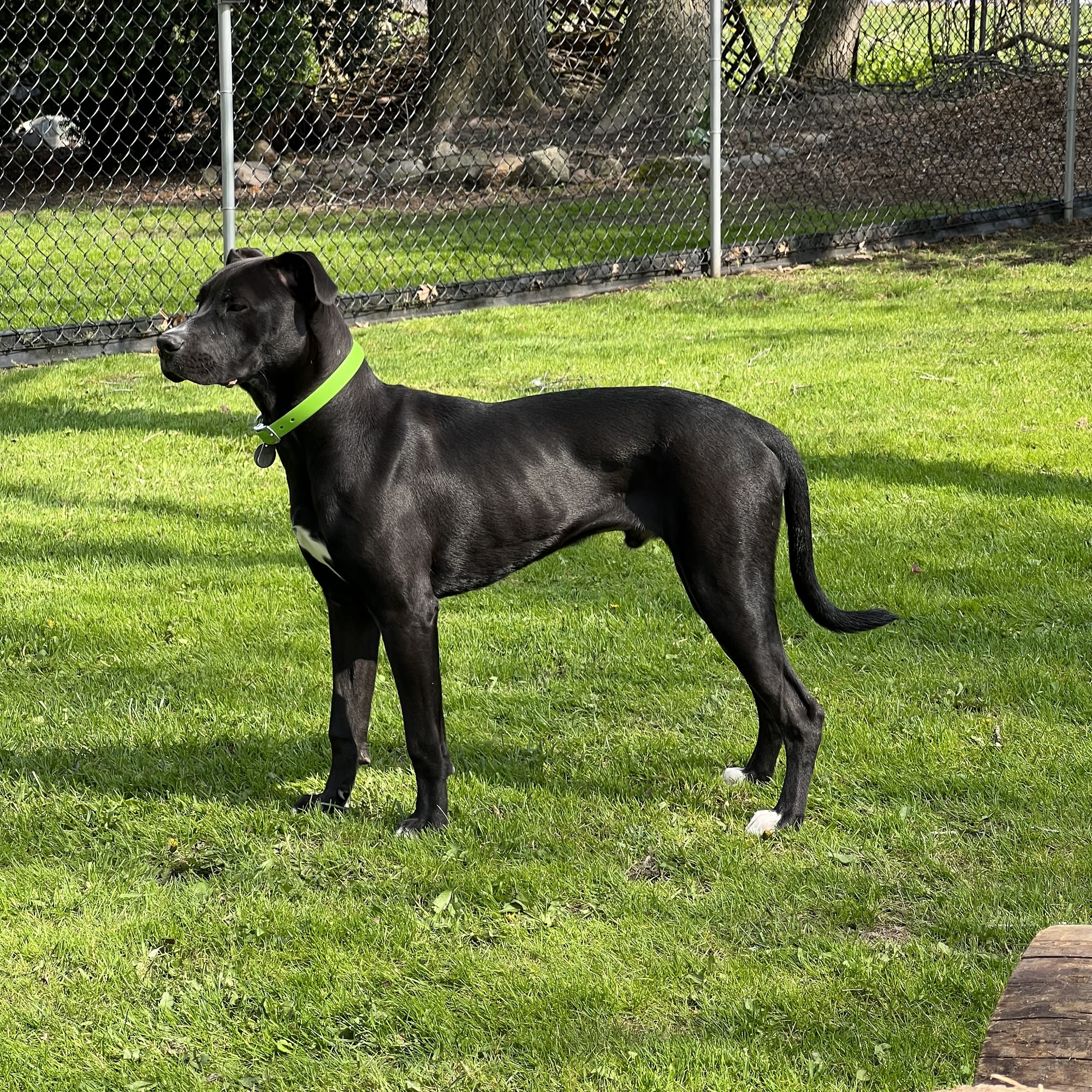 Rawsome Dogs- Raw Dog Food and Spa Woodstock