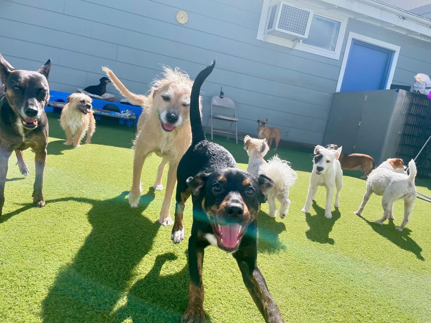 Albany Pet Hotel Albany