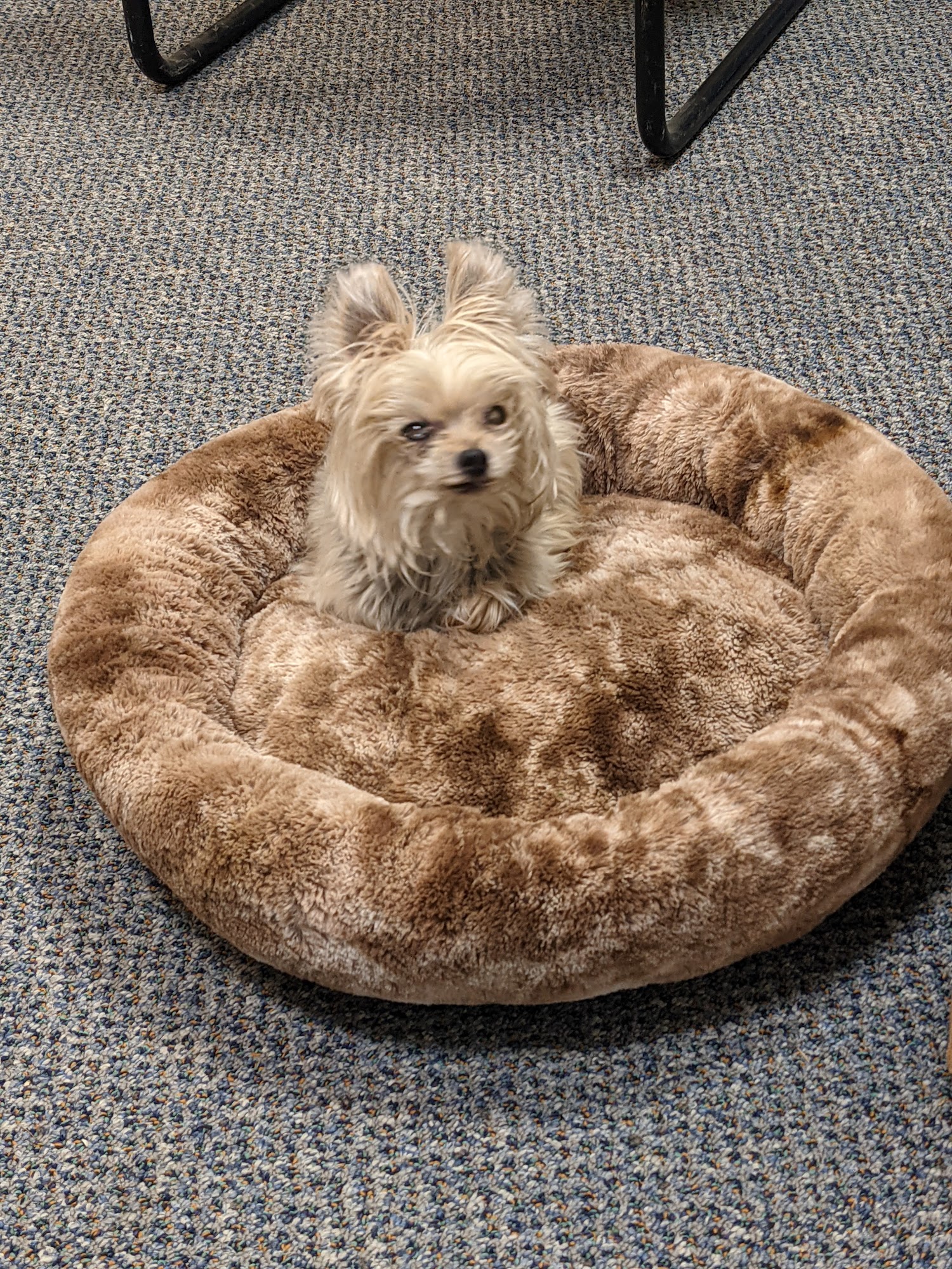 Reid Veterinary Hospital Llc Albany