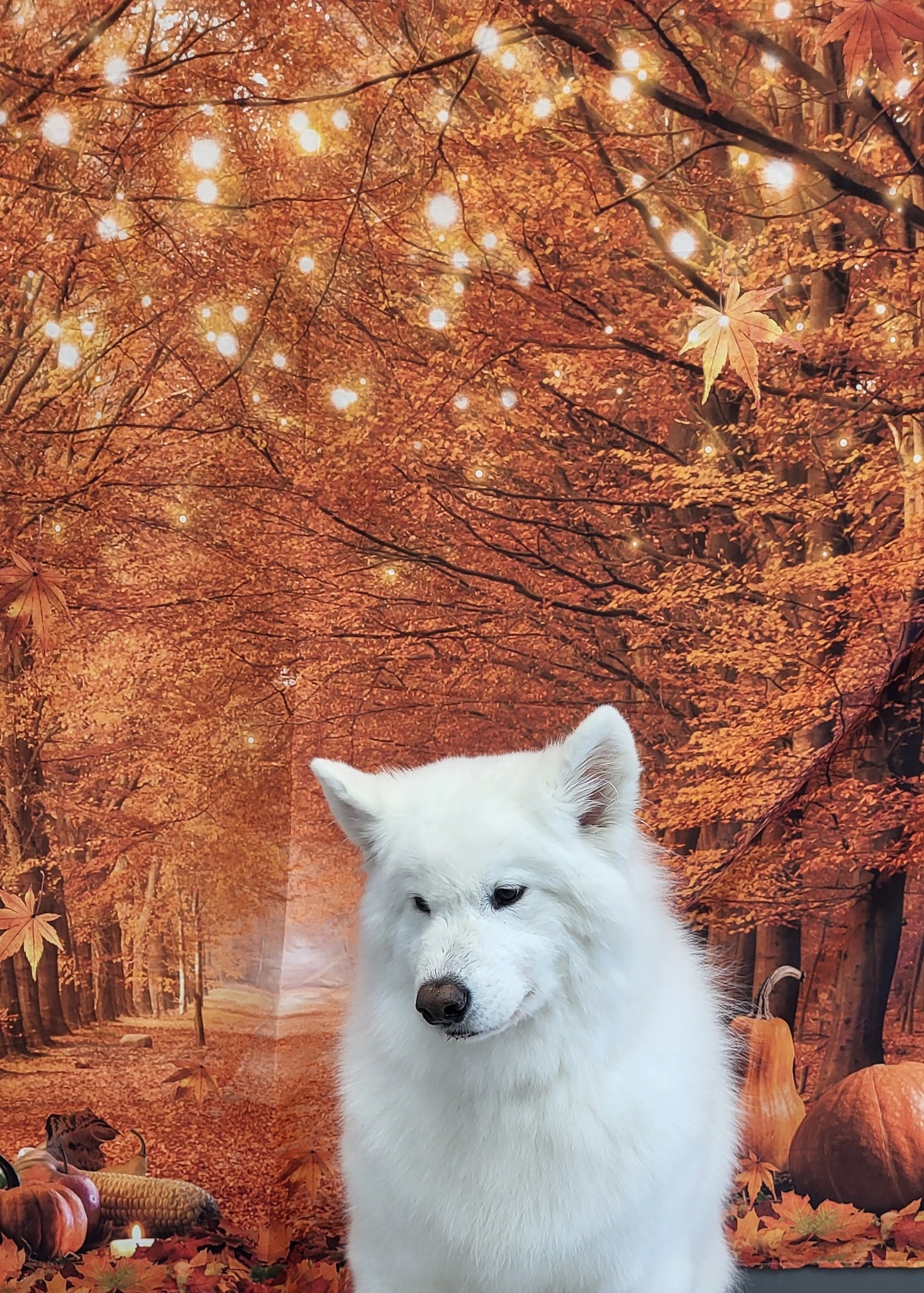 A Dog's Life Self Serve & Professional Grooming Albany