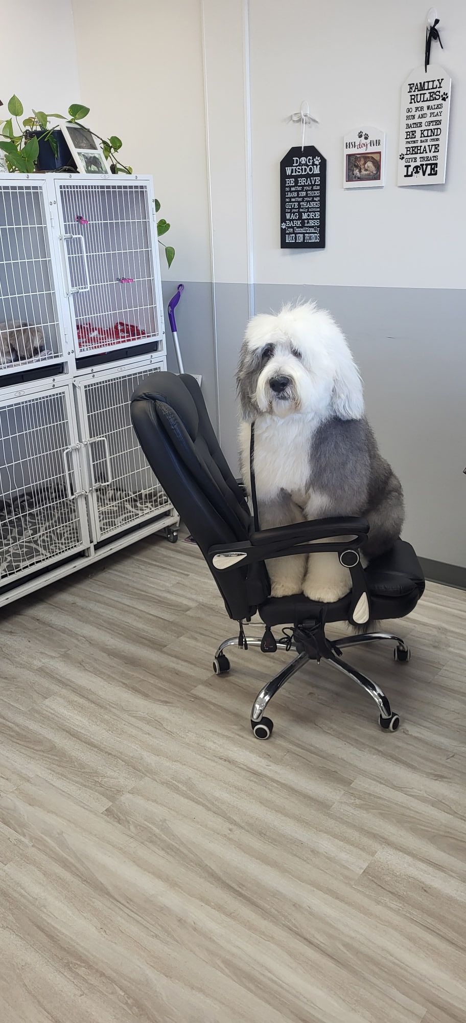 A Dog's Life Self Serve & Professional Grooming Albany
